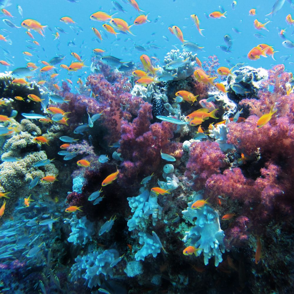 sicurezza dei filtri solari fisici sugli ecosistemi marini